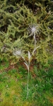 Gartenstecker Blume, grau